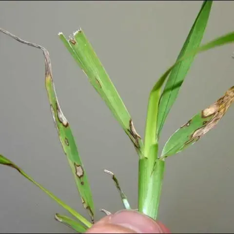 thumbnail for publication: Gray Leaf Spot of St. Augustinegrass: Cultural and Chemical Management Options